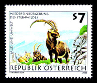 Reintroduction of the ibex